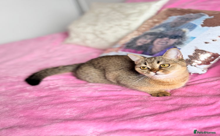 Scottish Fold cats High quality TICA pedigree kittens  - Advert 7