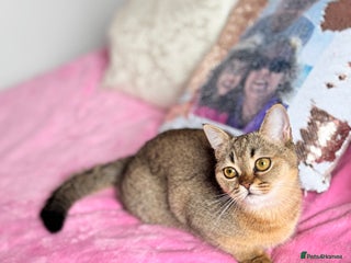 Scottish Fold cats High quality TICA pedigree kittens - Advert 3