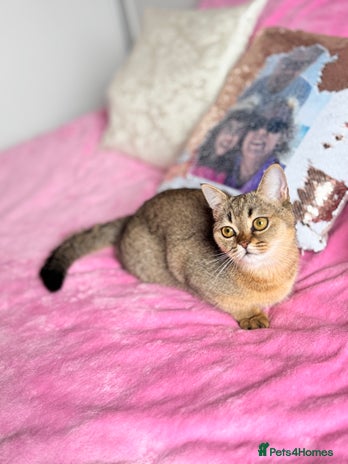 Scottish Fold cats High quality TICA pedigree kittens - Advert 4