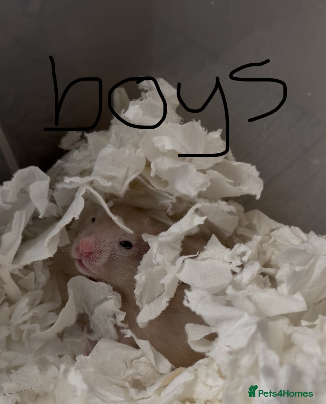 Hamster rodents for sale: baby hamsters  in Bungay - Image 3
