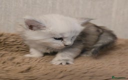 Maine Coon cats for sale: Maine Coon Kittens Black Shaded European Lines - Image 29