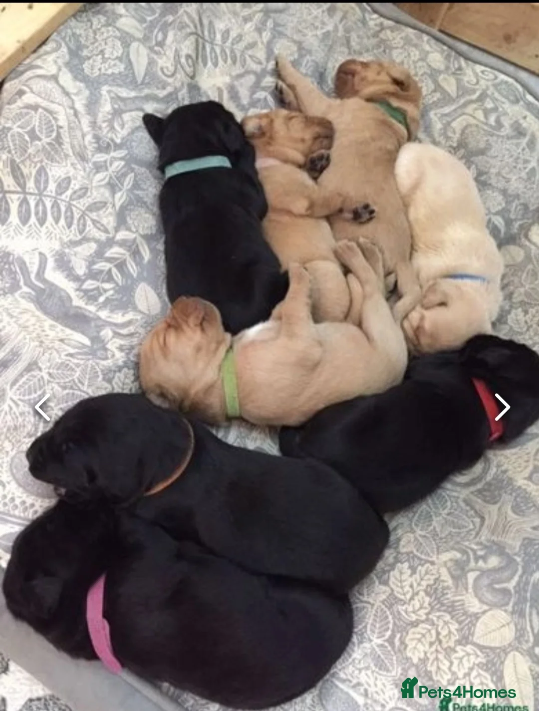 Labrador Retriever dogs for stud: Red Labrador KC registered in Ipswich - Advert 7