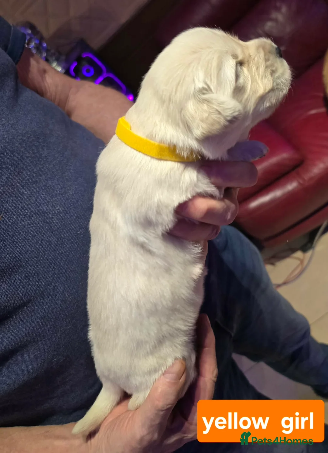 Golden Retriever dogs for sale: KC reg Golden Retriever Puppies/2 girls reaming  - Advert 9