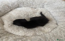 Mixed Breed cats for sale: Seven Tiny Adventures Waiting for Their Families - Advert 17