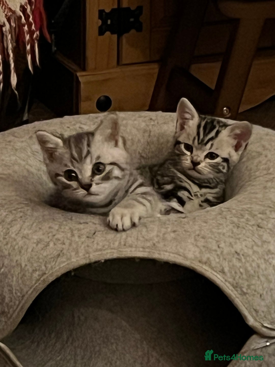 British Shorthair cats for sale: GCCF reg BSH BLACK SILVER TABBY KITTENS - Advert 3