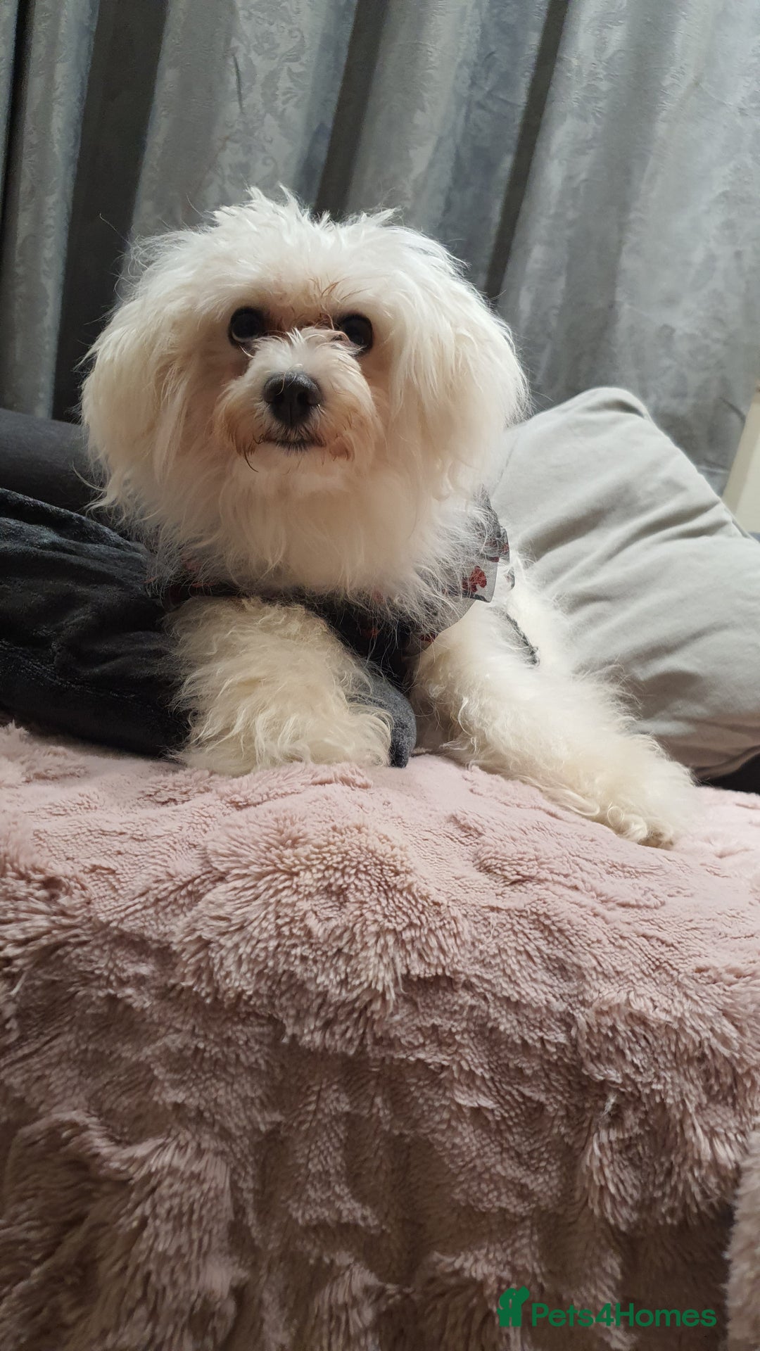 Yochon dogs for sale: Yochon puppies - Image 2