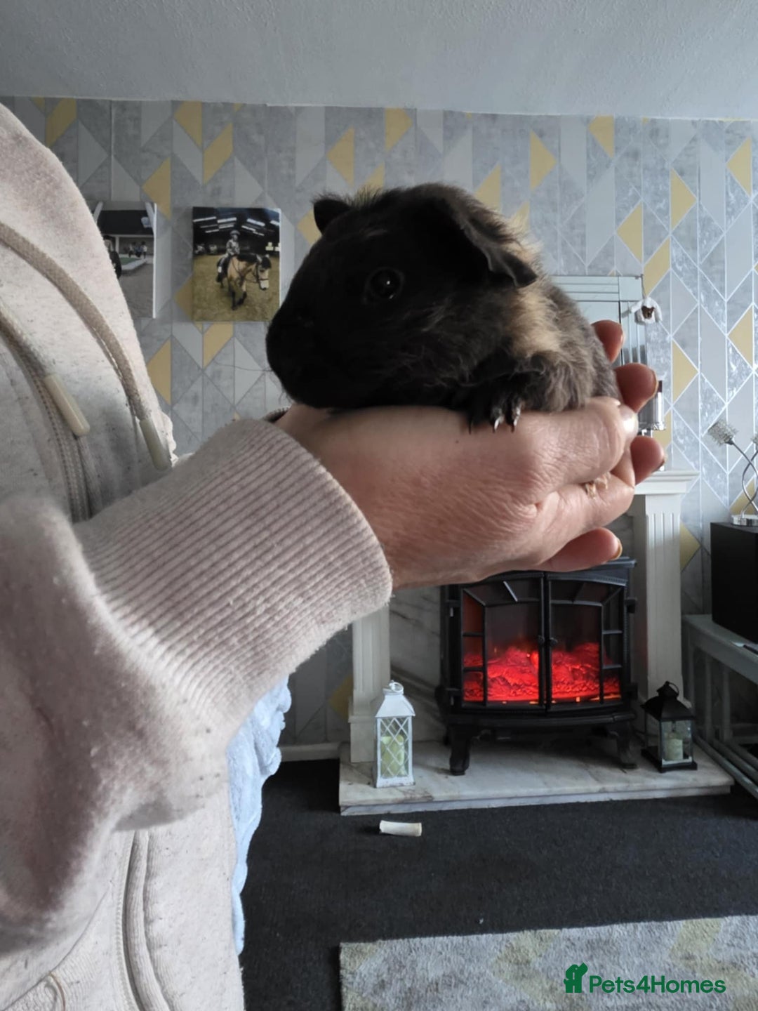 Guinea Pig rodents for sale: 3 sows - Advert 2