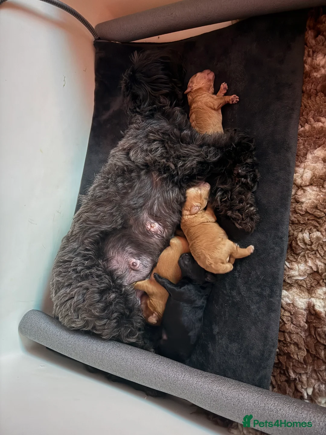 Lhasapoo dogs for sale: Lhasapoo pups (doodles) F1b  - Advert 30
