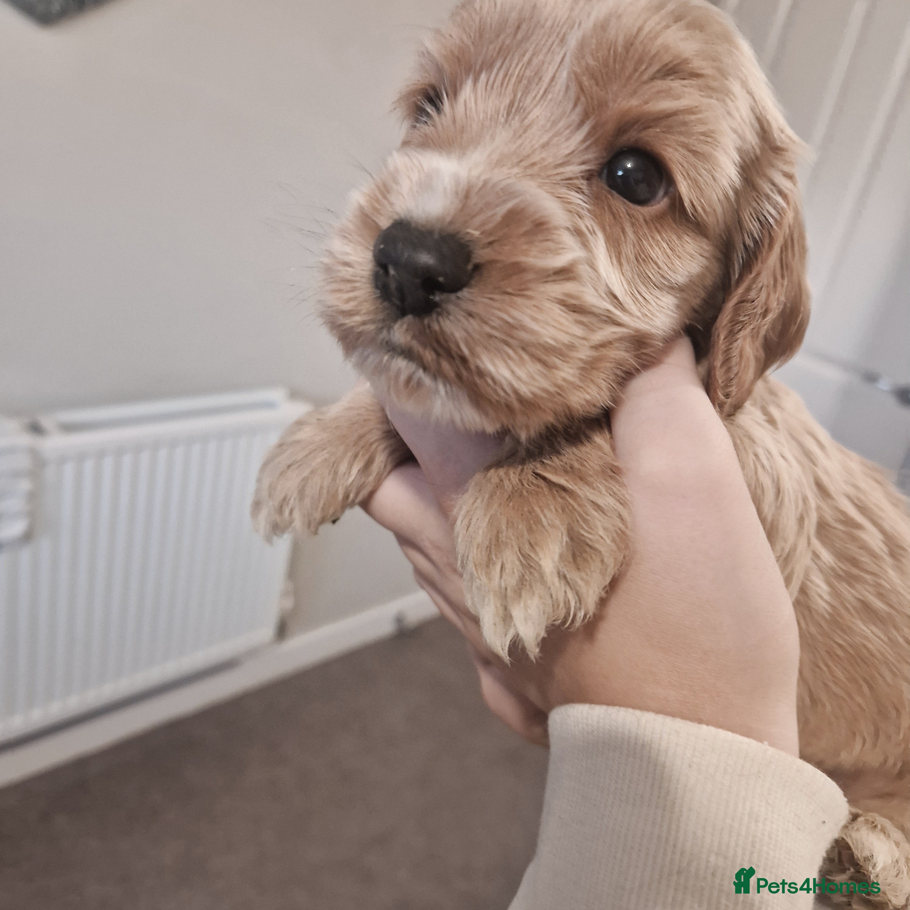Cockapoo dogs 6 beautiful F2 cockapoos for sale!    - Advert 1