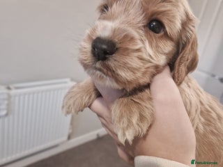 Cockapoo dogs 6 beautiful F2 cockapoos for sale! - Advert 1