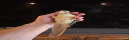 Conures birds for sale:  Hand readed Mooncheek Conure with Full Setup  in Montacute - Advert 10