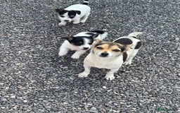 Jack Russell dogs for sale: Jack russel puppy’s  - Image 7