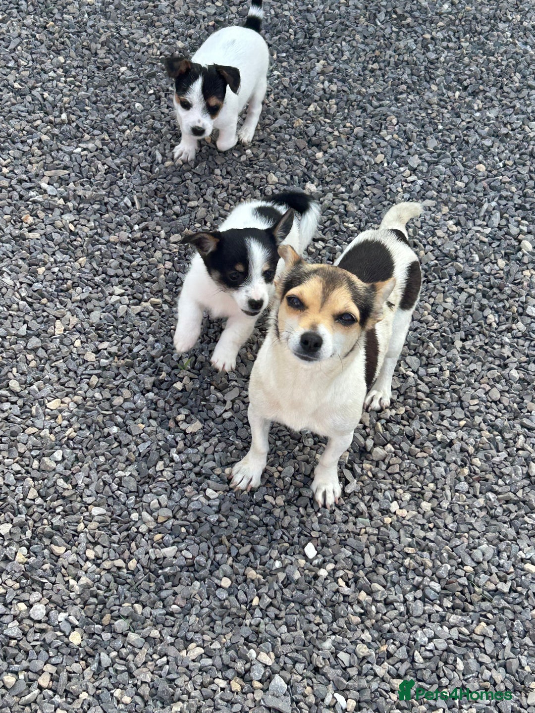 Jack Russell dogs for sale: Jack russel puppy’s  - Image 7