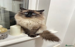 Ragdoll cats for sale: Beautiful Pure Ragdoll — Male, 1 year 9 months old - Image 3