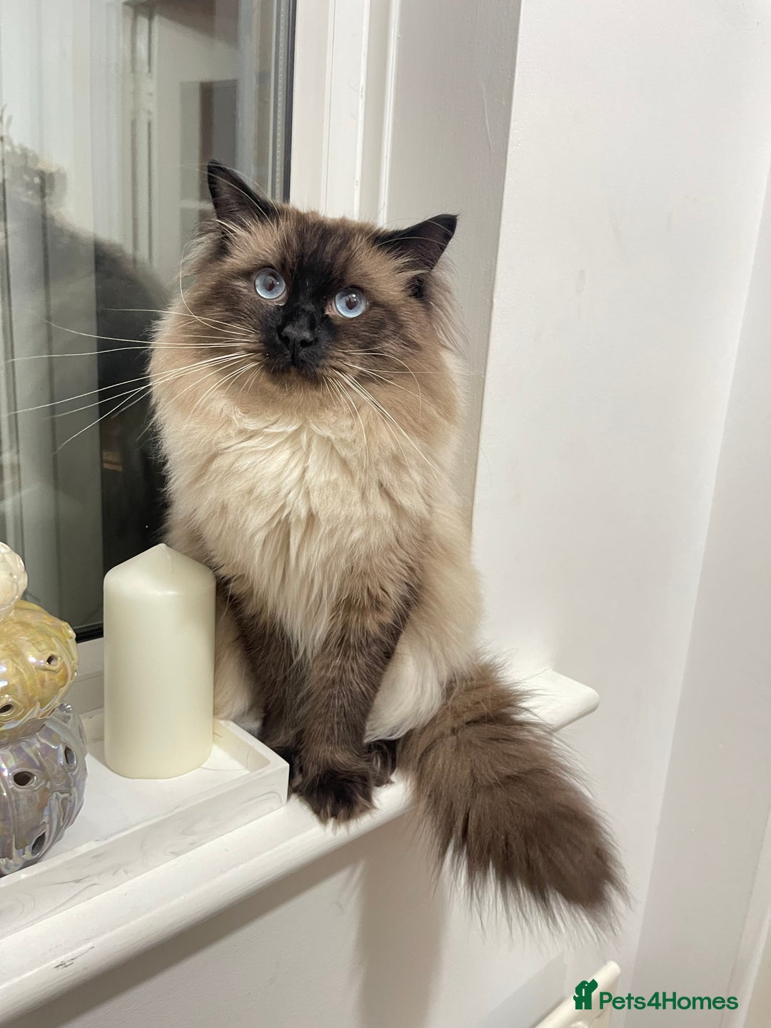 Ragdoll cats for sale: Beautiful Pure Ragdoll — Male, 1 year 9 months old - Image 3