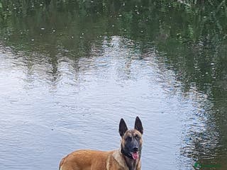 Belgian Shepherd Dog dogs Belgian malinois in Doncaster - Advert 13