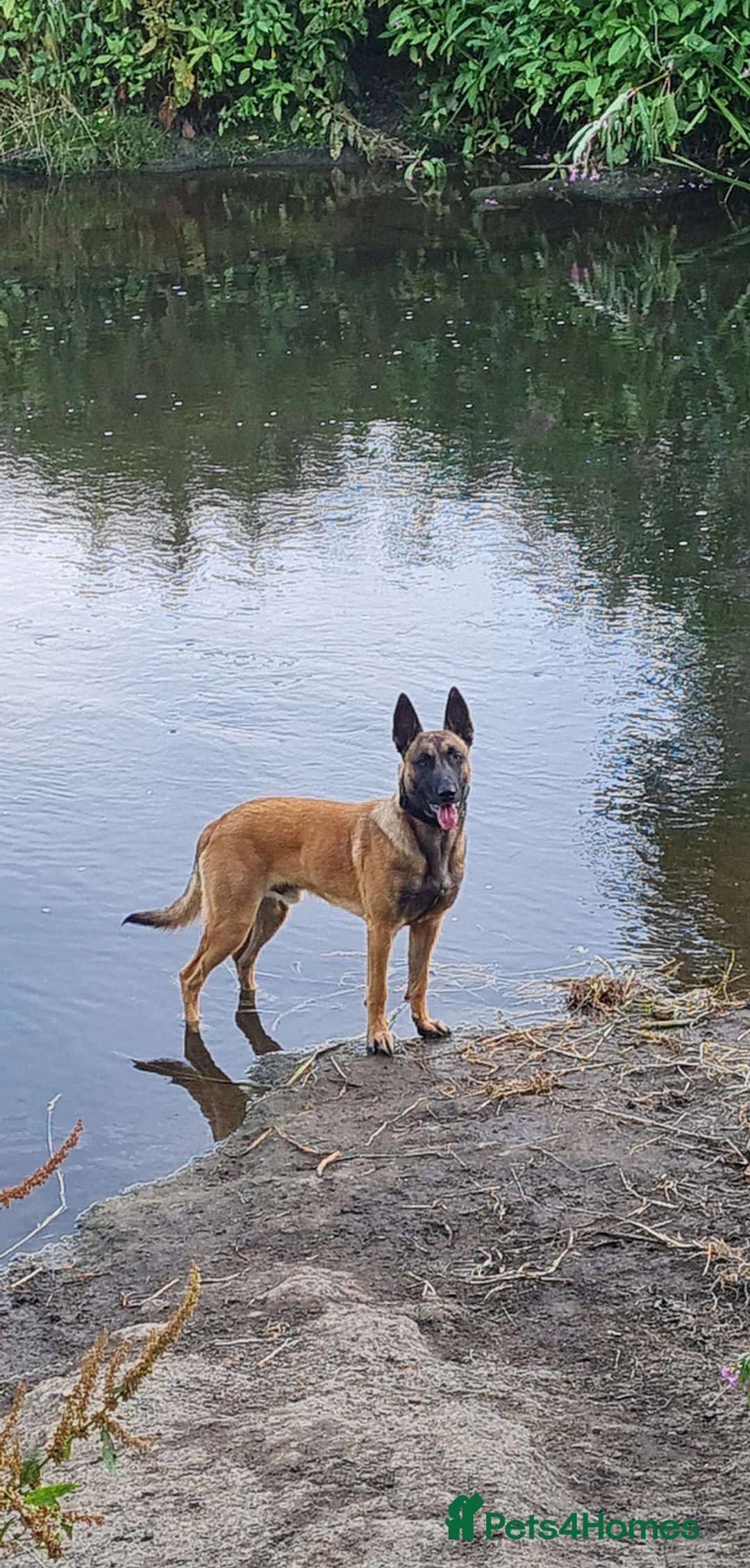 Belgian Shepherd Dog dogs for stud: Belgian malinois in Doncaster - Advert 1