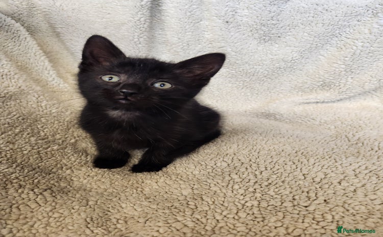 Mixed Breed cats - Advert 16