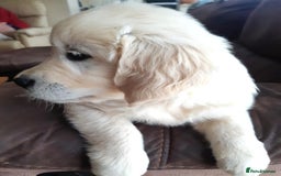 Golden Retriever dogs for sale: Beautiful golden reteriver puppies  - Image 4
