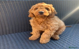 Australian Labradoodle dogs for stud: Australian Labradoodle Stud – Excellent Bloodlines - Image 15