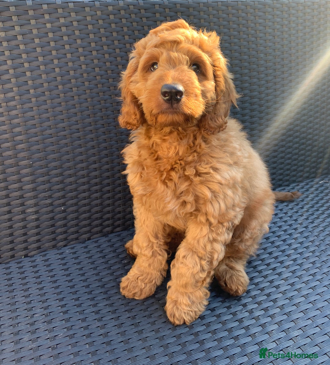 Australian Labradoodle dogs for stud: Australian Labradoodle Stud – Excellent Bloodlines - Image 15