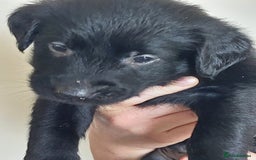 Flat coated Retriever dogs for sale: Flatcoated retriever puppies  - Image 12
