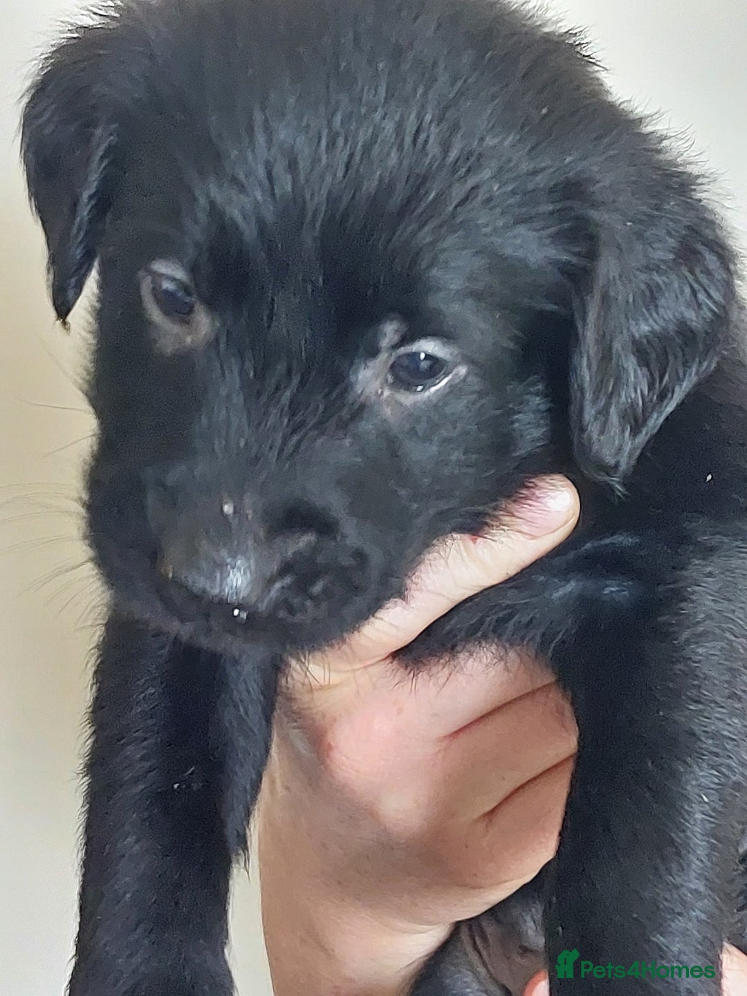 Flat coated Retriever dogs for sale: Flatcoated retriever puppies  - Image 12