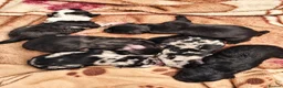 Mixed Breed dogs for sale: Puppies for Sale :) - Advert 5