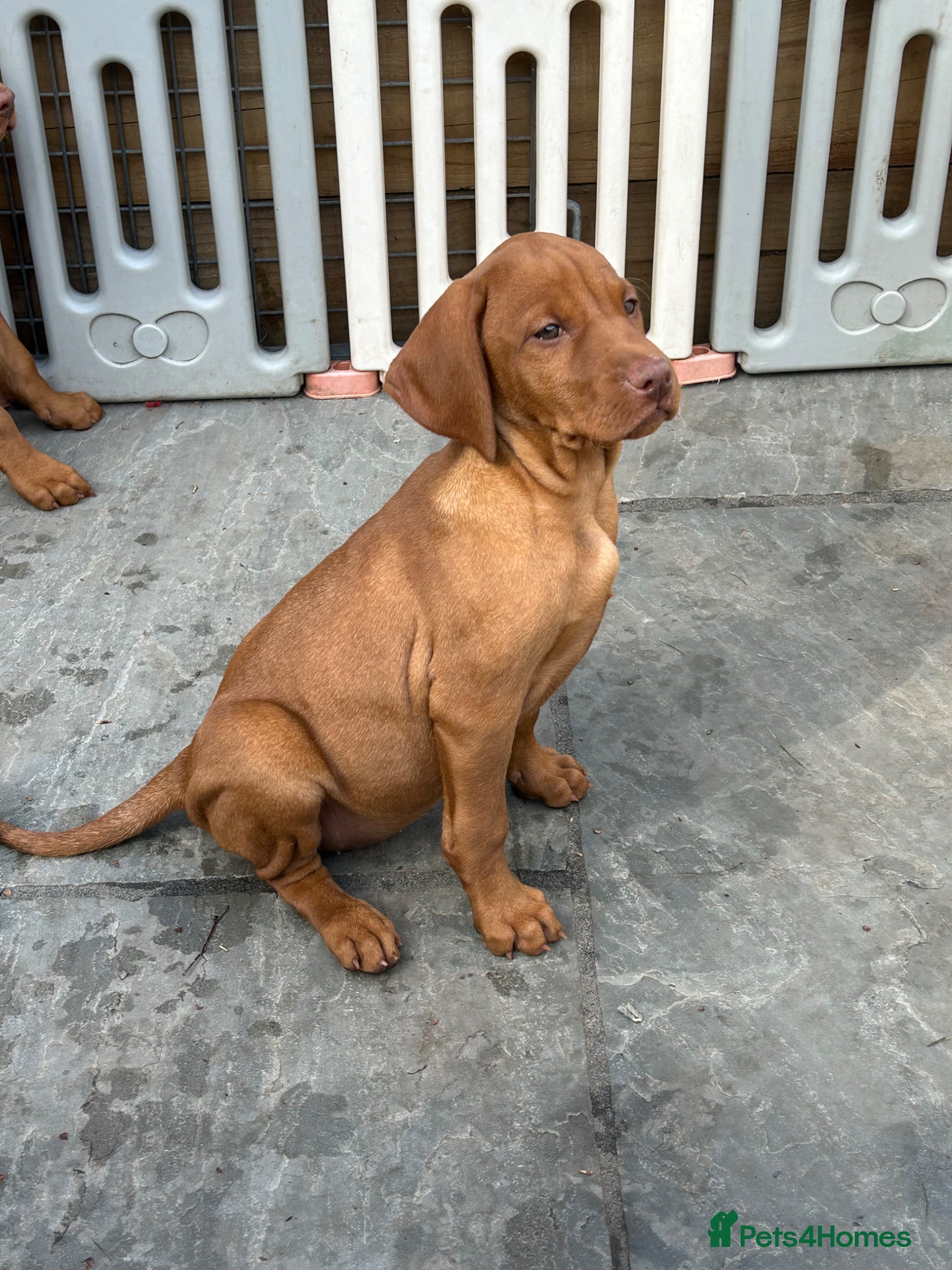 Hungarian Vizsla dogs KC Hungarian Vizsla puppies  - Advert 1