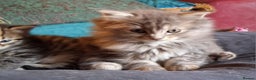 Mixed Breed cats for sale: AWESOME FLUFFY CHUNKY NORWEGIAN FOREST CAT X - Advert 10