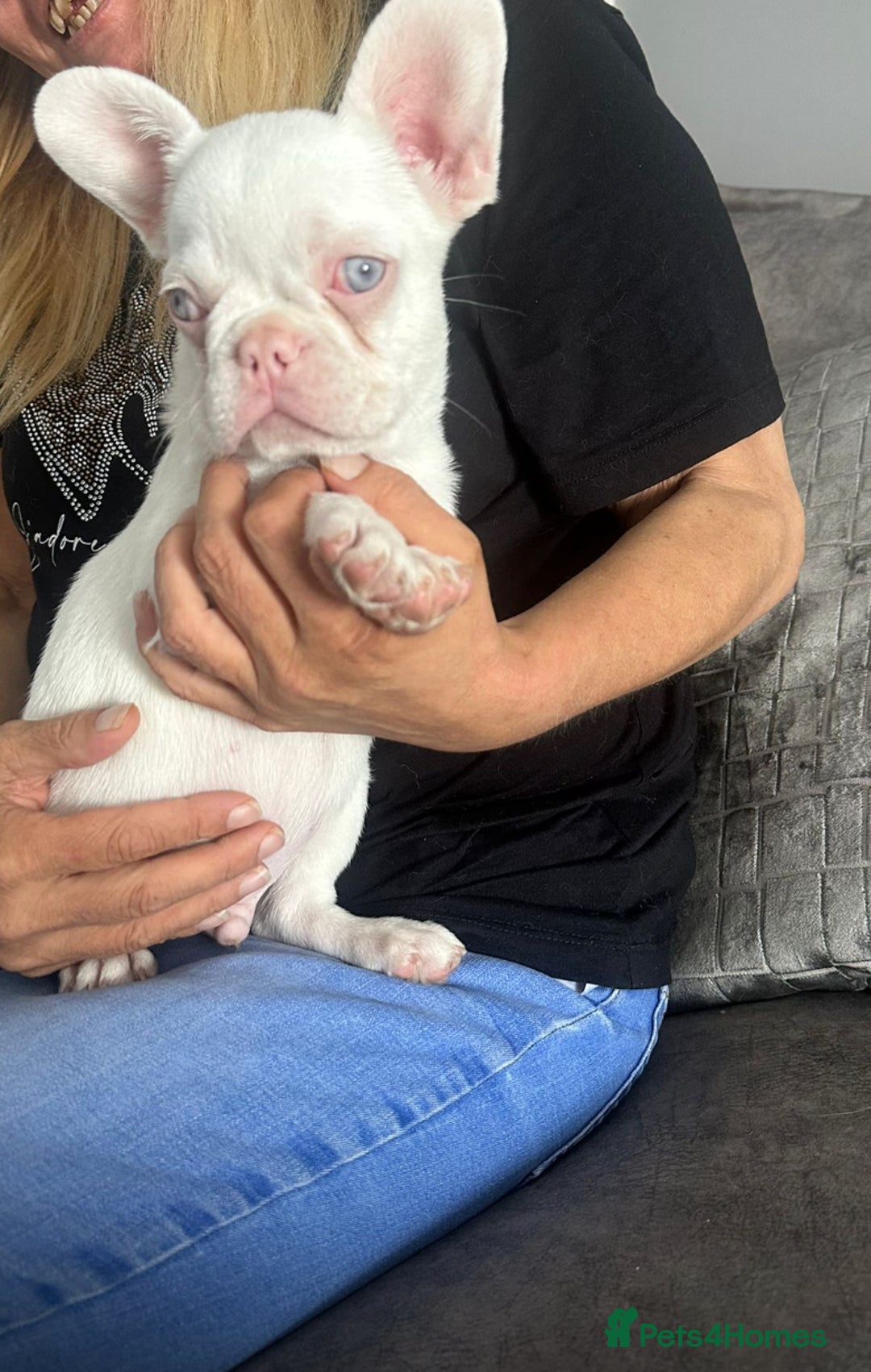 French Bulldog dogs for sale: French bull dog puppies - Image 5