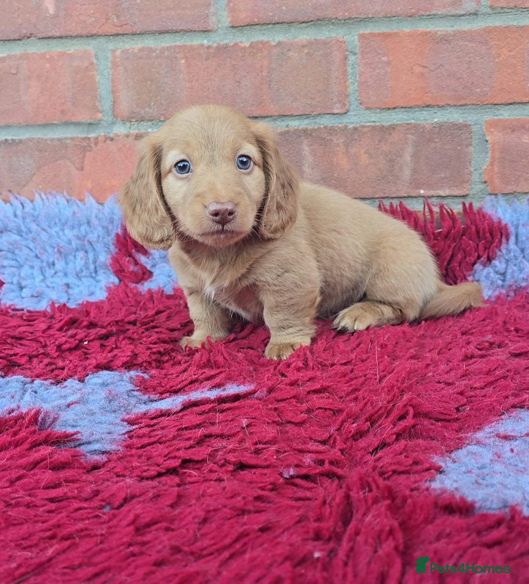 Miniature Dachshund dogs for sale: BEAUTIFUL CREAM LONG HAIR WITH ALL DNA - Advert 23