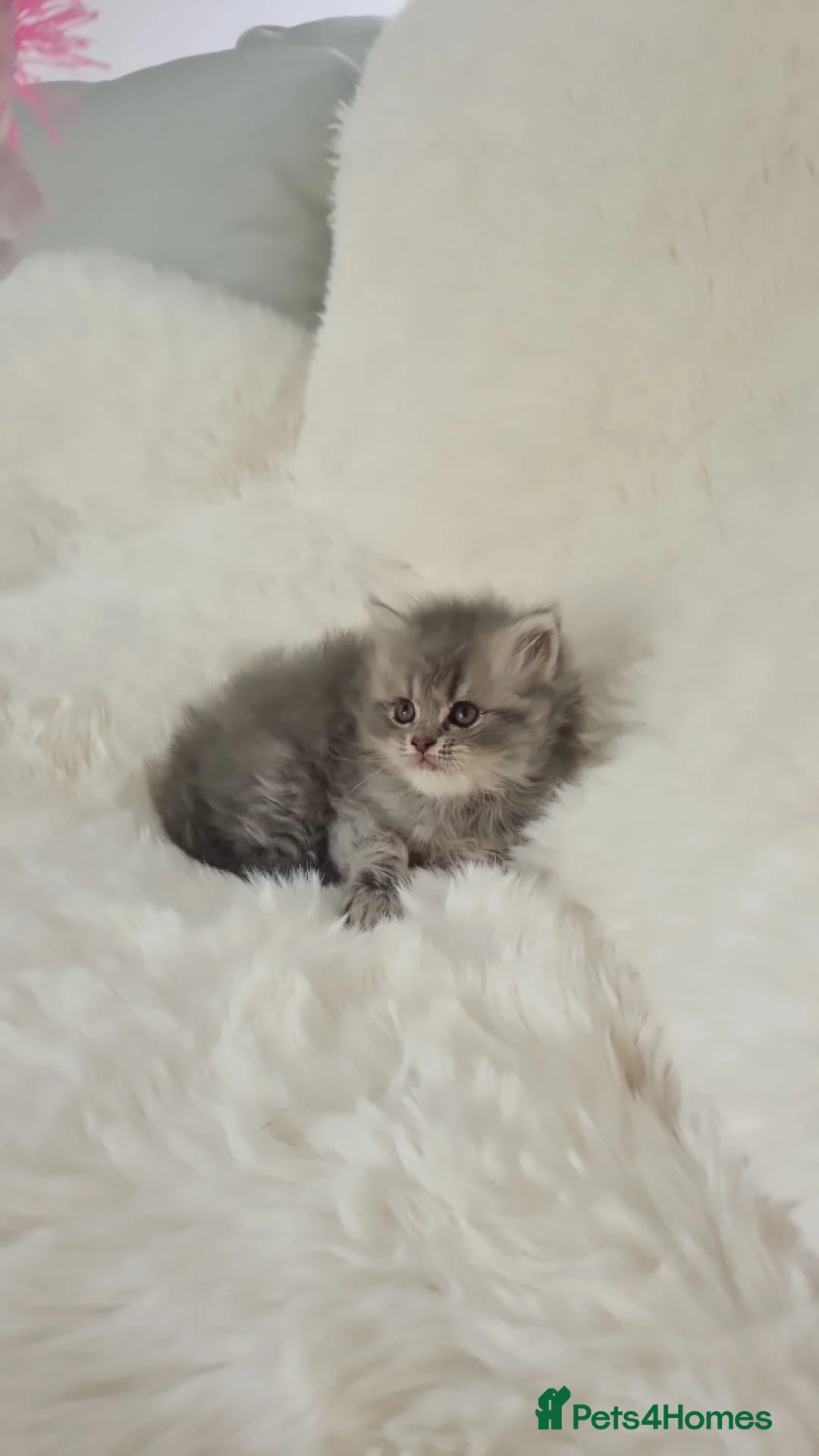 Maine Coon cats for sale: Maine coon x persian kitten for sale  - Advert 1