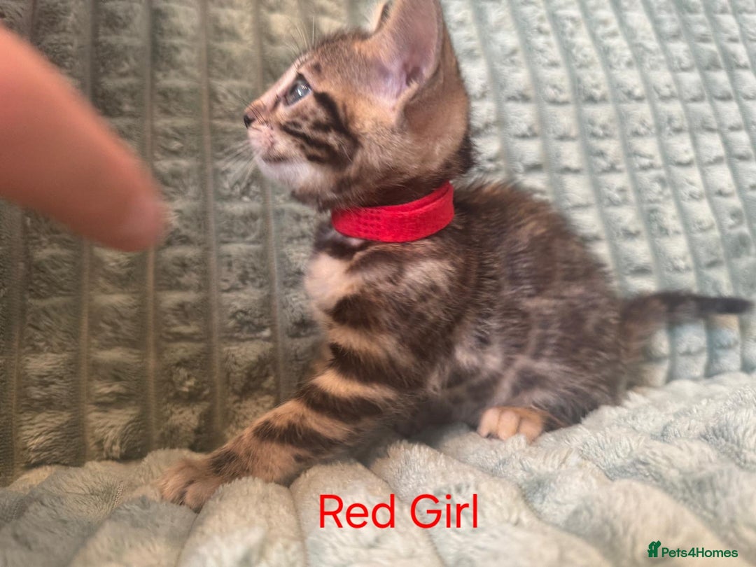 Bengal cats for sale: Pure bengal kittens  - Image 10