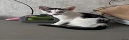 Mixed Breed cats for sale: Kitten for sale - Advert 1