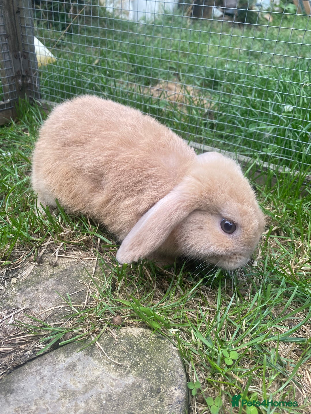 Mini Lop rabbits for sale: 1 female two males - Image 3