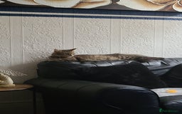 Mixed Breed cats for sale: Female 10 months - Image 3