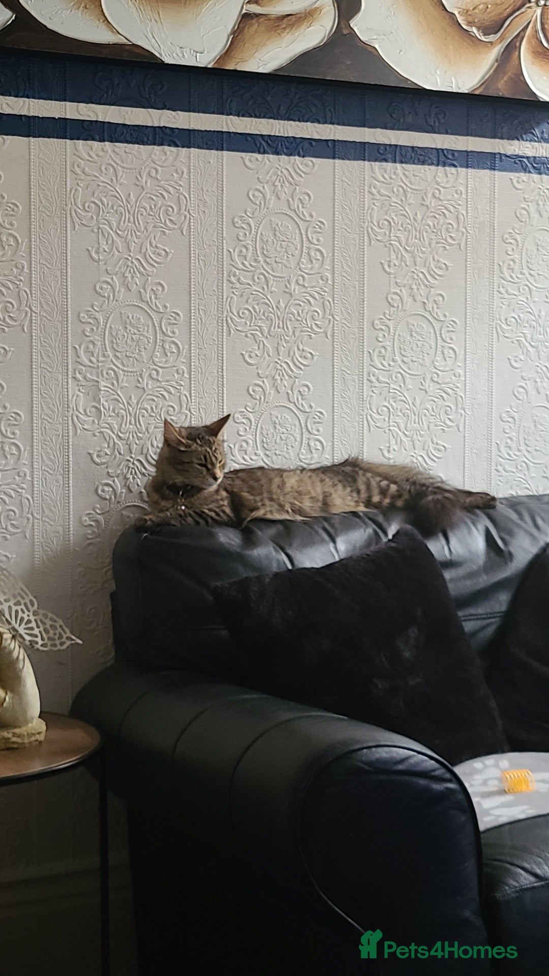 Mixed Breed cats for sale: Female 10 months - Image 3