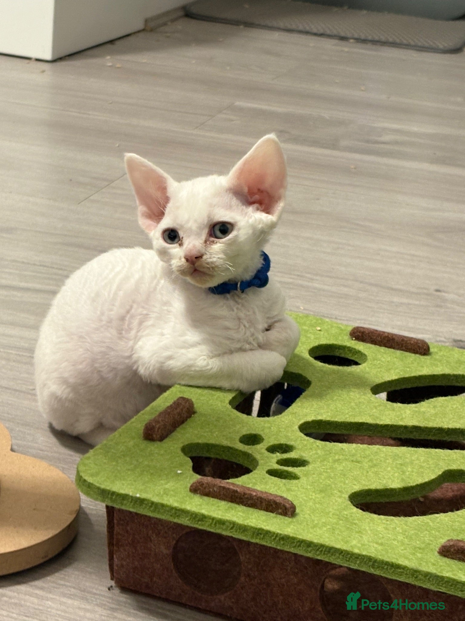 Devon Rex cats 😻 Devon rex Kittens available 😻❤️ - Advert 1