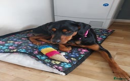Mixed Breed dogs for adoption: Sky is looking for her forever home  - Image 5