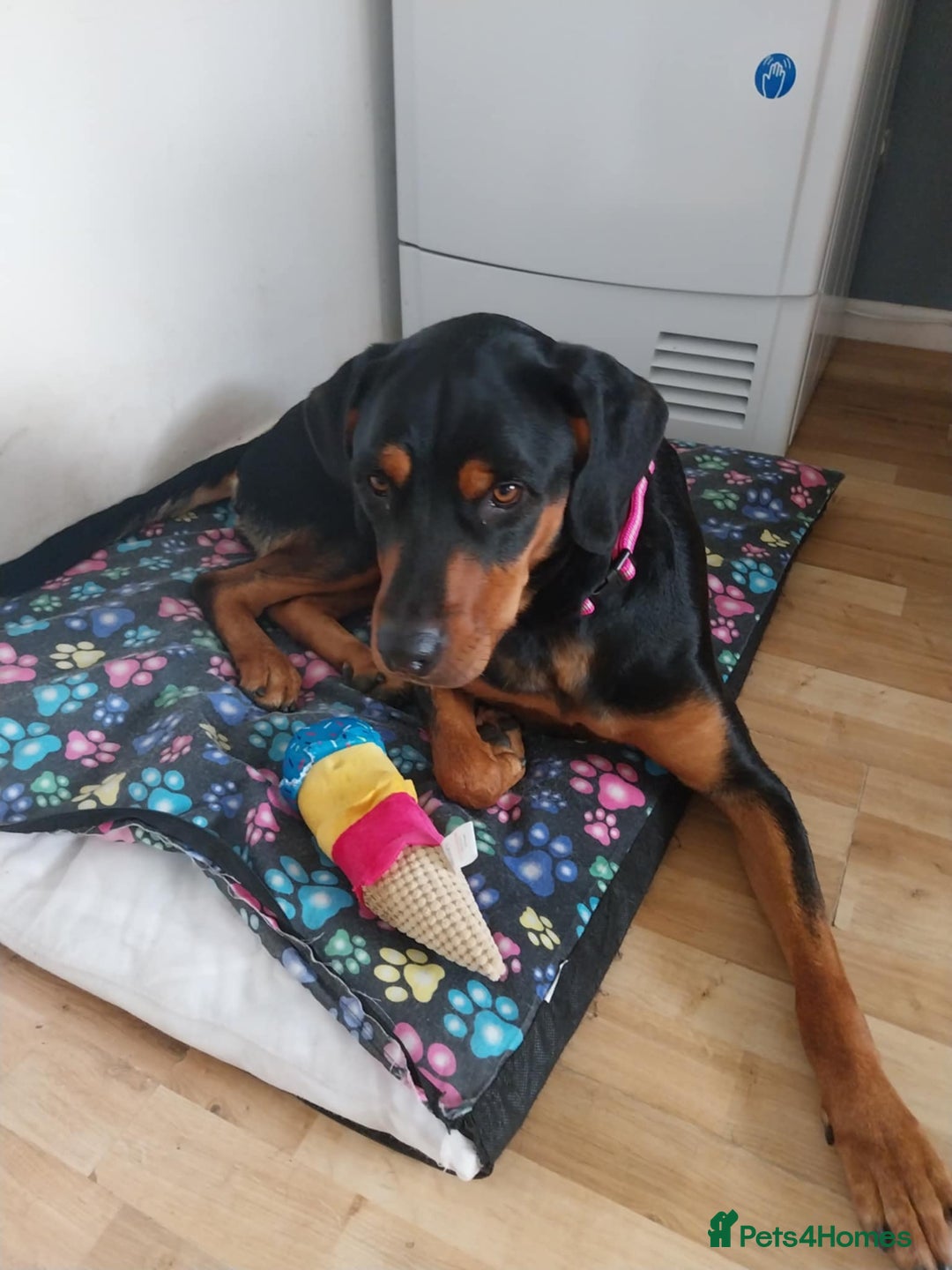 Mixed Breed dogs for adoption: Sky is looking for her forever home  - Image 5