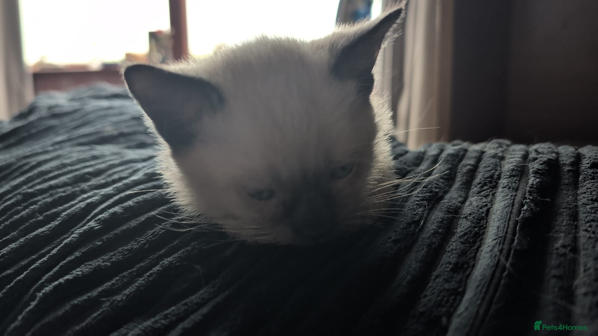 Mixed Breed cats for sale: Siamese Cross Ragdoll kittens plus black/white - Advert 14