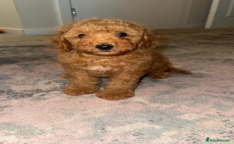 Toy Poodle dogs - Advert 10