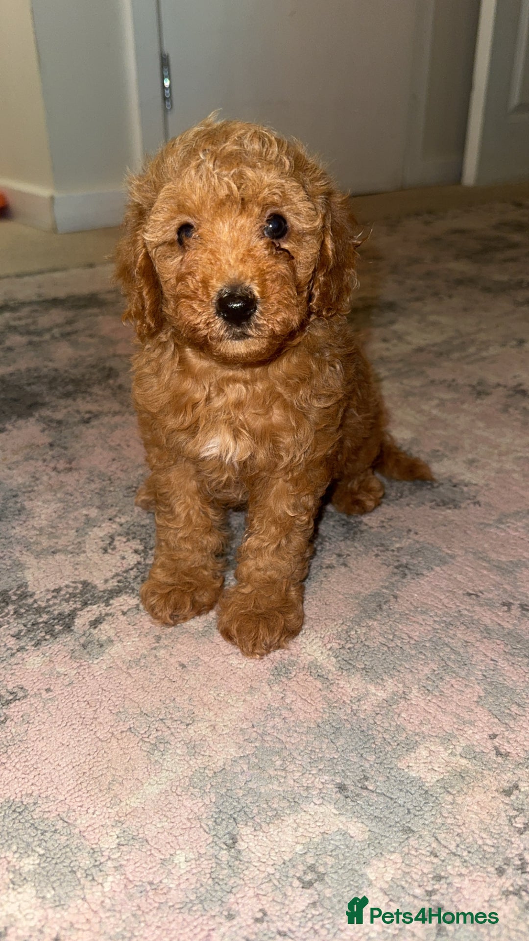 Toy Poodle dogs for sale: Toy poodles deep red.  1 GIRL LEFT! - Image 1