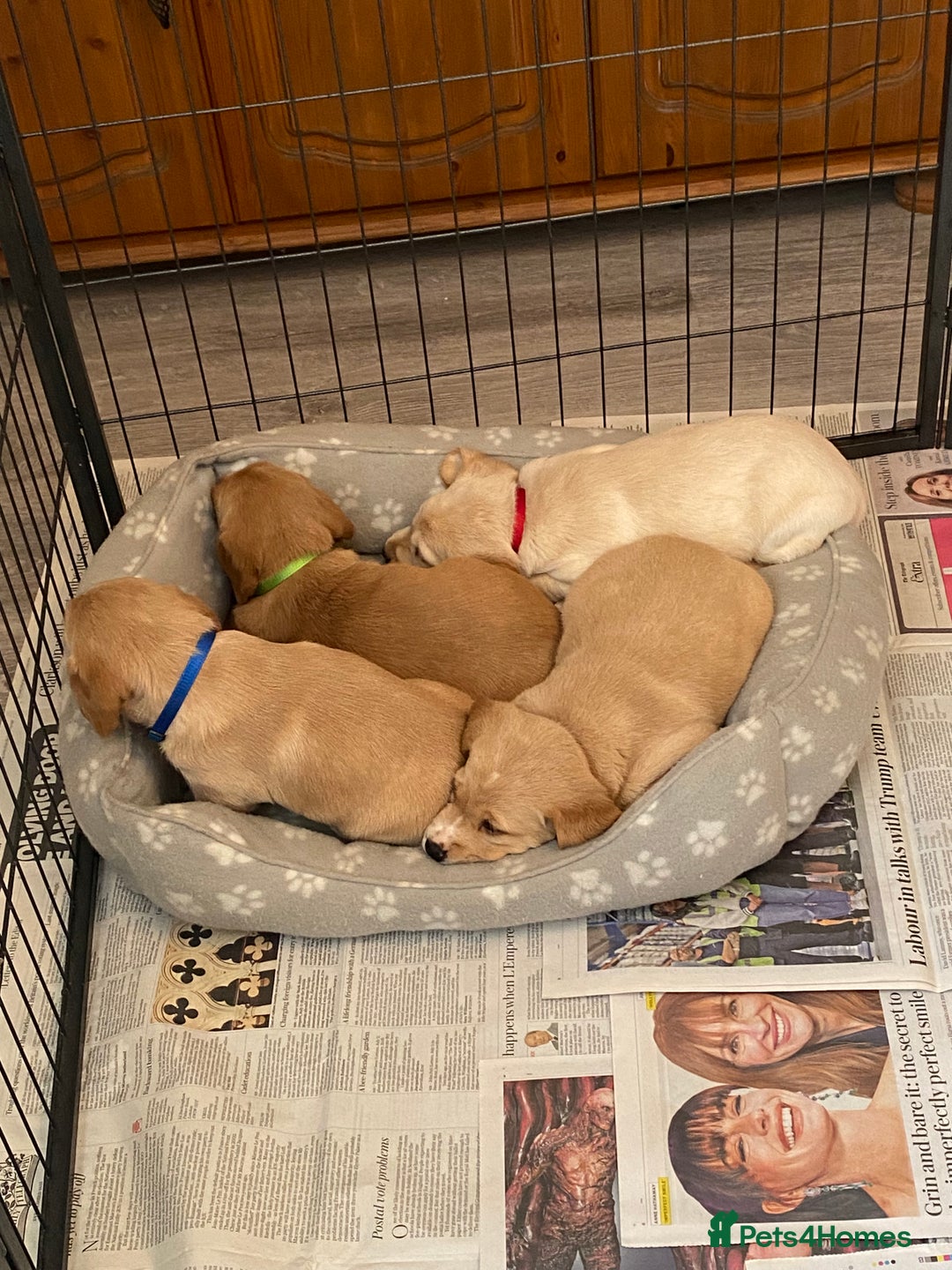 Cockerdor dogs for sale: Adorable f1 cockerdor puppies - Image 39
