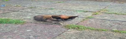 Domestic Shorthair cats for sale:  Tortoiseshell Kitten Stunning Black Ginger - Advert 3