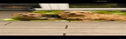 Norfolk Terrier dogs for sale: Nolfolk terrier  - Advert 4