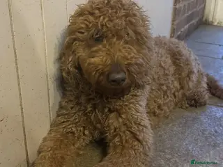 Goldendoodle dogs Dark red multigenerational standard Goldendoodle - Advert 11