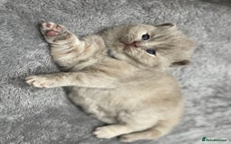 British Shorthair cats for sale: Champions bloodline British Shorthair Kittens! 🐾  - Image 14