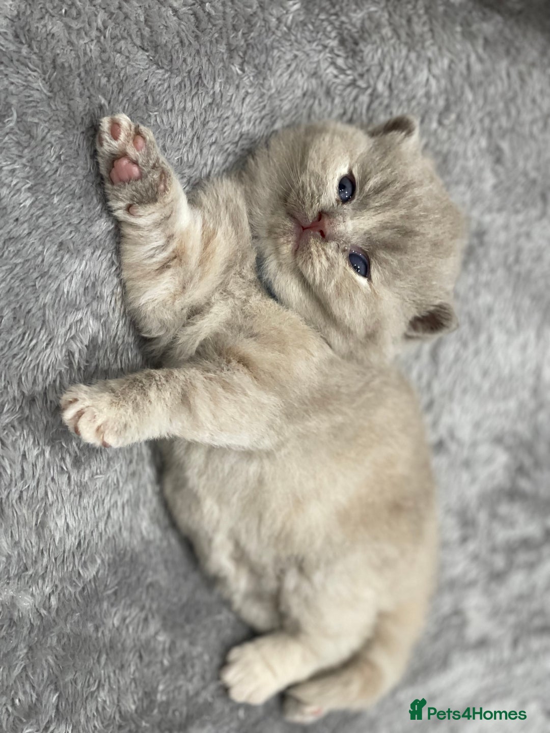 British Shorthair cats for sale: Champions bloodline British Shorthair Kittens! 🐾  - Image 14